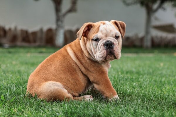 cachorro, buldogue