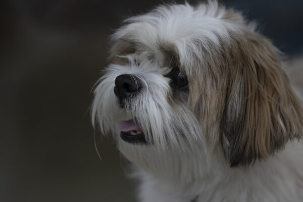 cachorro, shih tzu