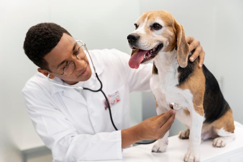 Identificar precocemente e tratar problemas cardíacos em pets pode amenizar efeitos