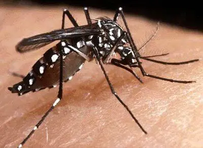 Duas crianças morrem com suspeita de dengue em São Bento; casos serão investigados