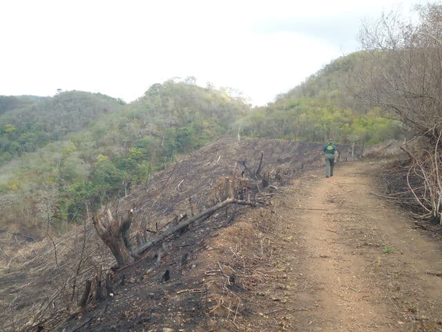 Desmatamento em Areia: homem é preso por destruir área de preservação