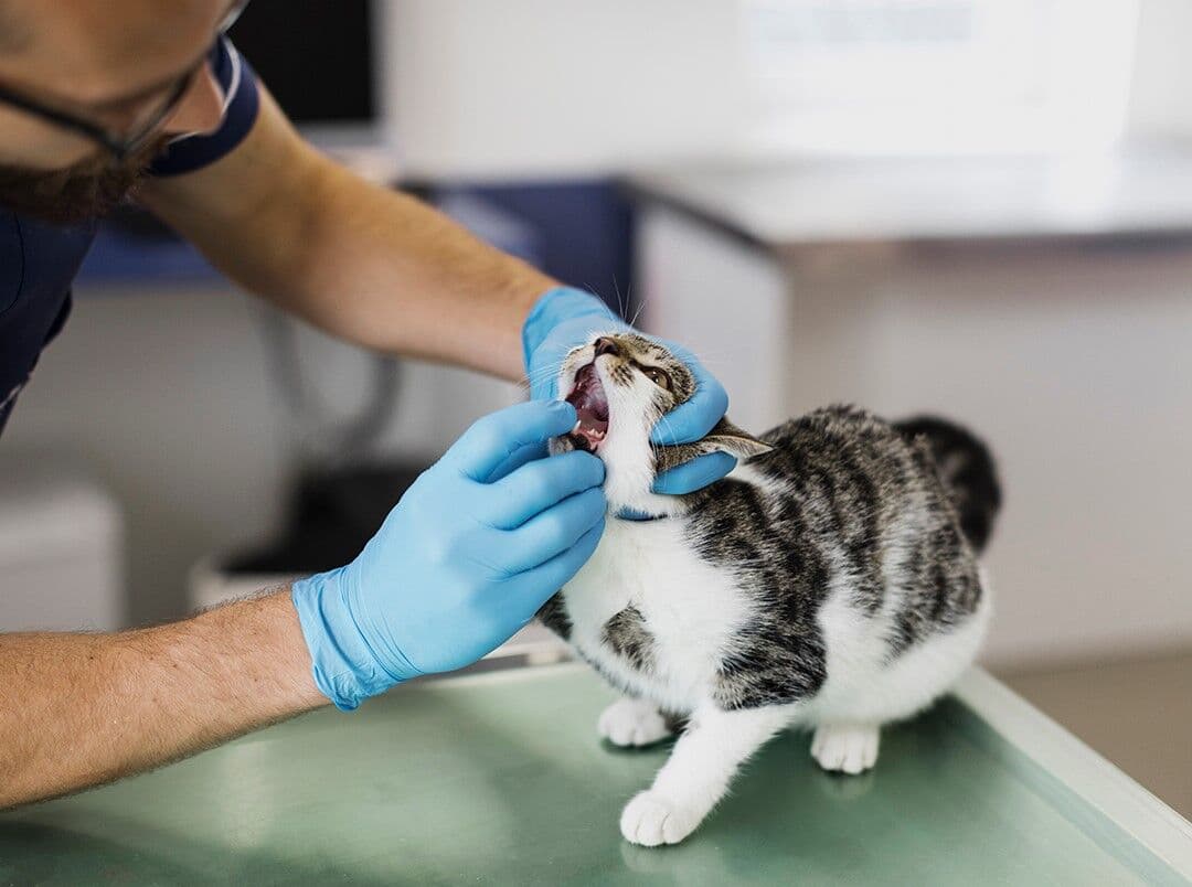Programa Paraíba Pet abre 120 vagas para castração gratuita de cães e gatos hoje em João Pessoa