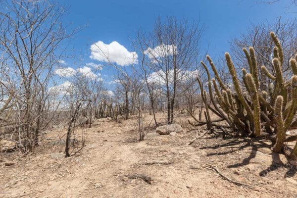 BNDES e BNB lançam edital de R$ 60 milhões para recuperar Caatinga e Paraíba tem 204 áreas degradadas