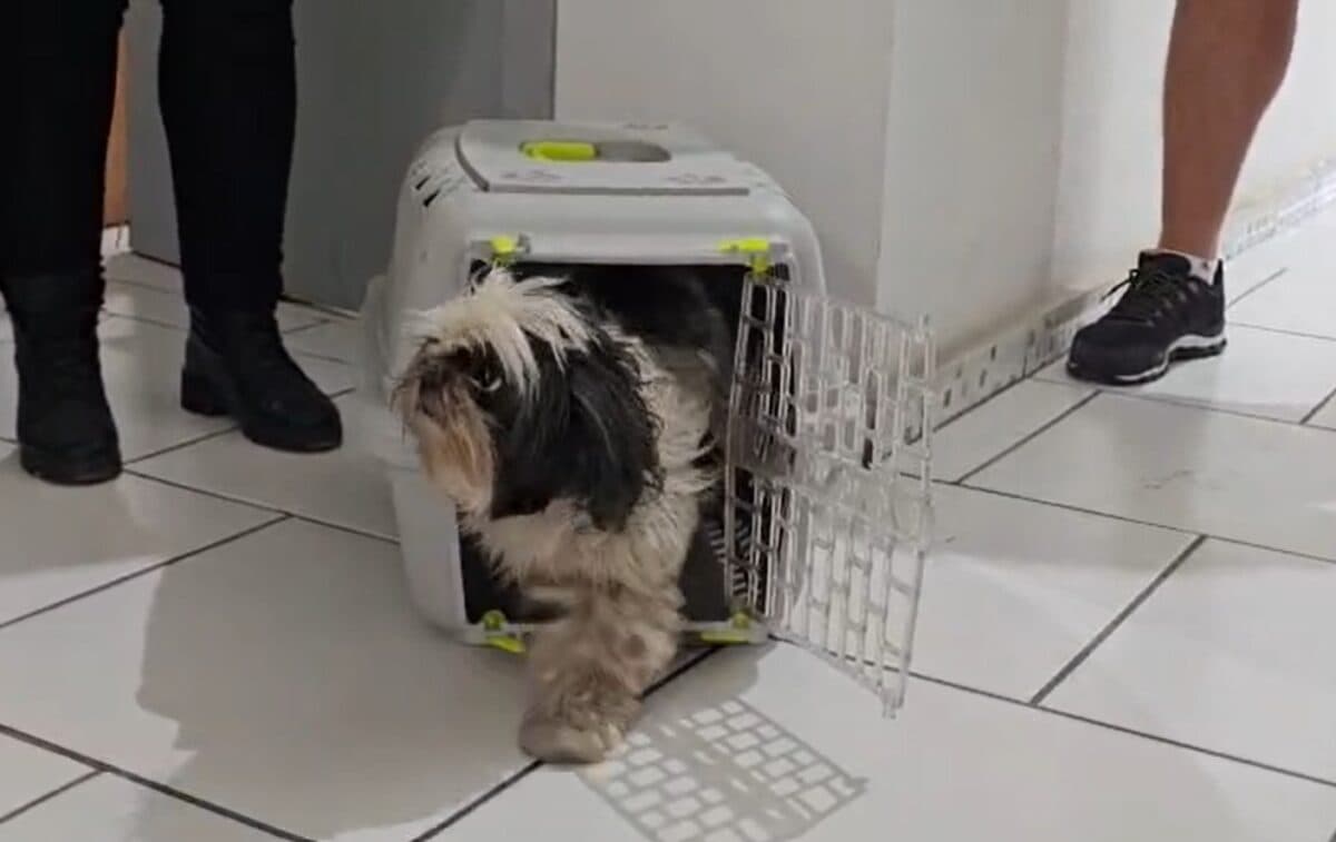 Vídeo: Shih Tzu "escolhe" dono em delegacia e encerra disputa