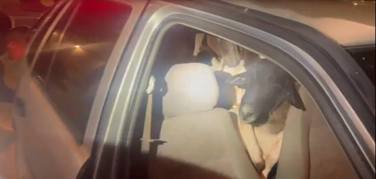 Carro abandonado em rodovia é flagrado com 18 carneiros amontoados; sete morreram