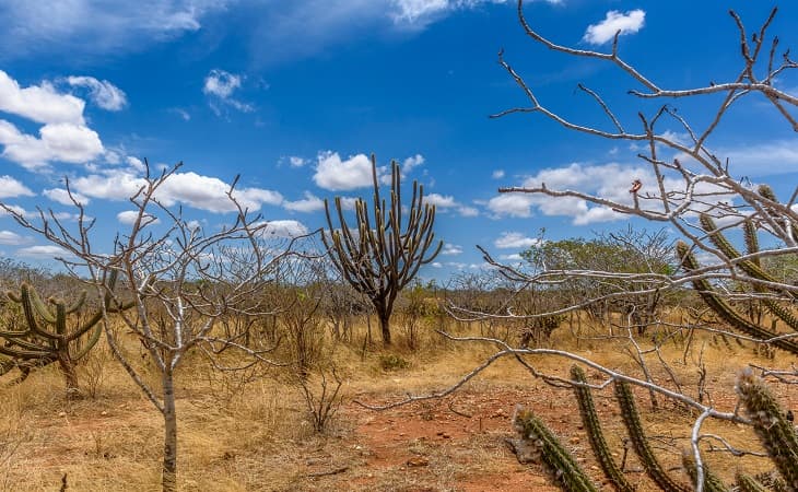 Fapesq e Secties lançam edital para seleção de pesquisadores em projeto de créditos de carbono voltado ao bioma Caatinga