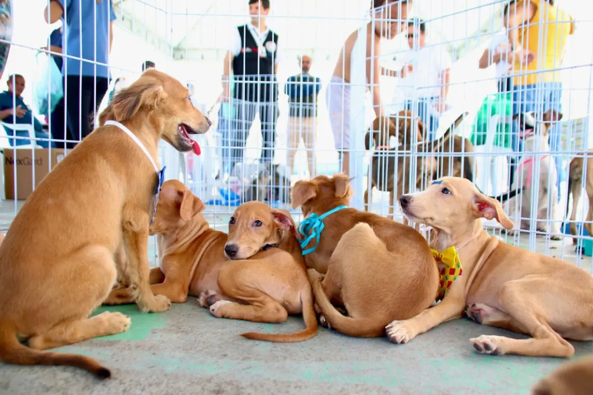 Paraíba Pet oferece 120 vagas para castração no Manaíra Shopping nesta segunda-feira
