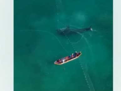 Cena rara: Tubarão-baleia fica preso em rede de pesca; veja vídeo