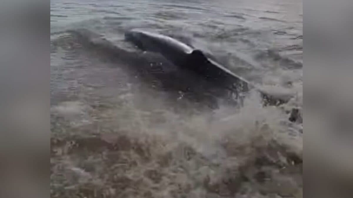 Morre baleia encalhada na Praia de Tabatinga, em Conde, e órgãos investigam caso