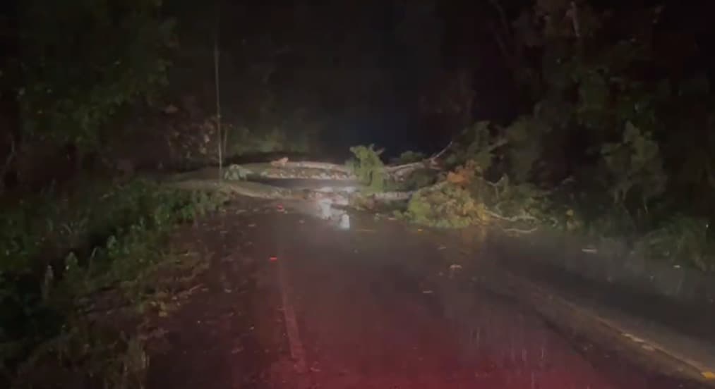 Árvore cai e interdita rodovia entre Areia e Alagoa Grande
