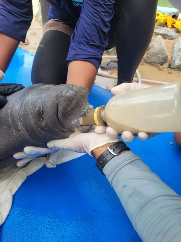 Peixe-boi-marinho recém-nascido é resgatado após encalhar na Baía da Traição