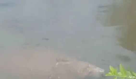 Peixe-boi marinho é visto no Rio Jaguaribe, em João Pessoa