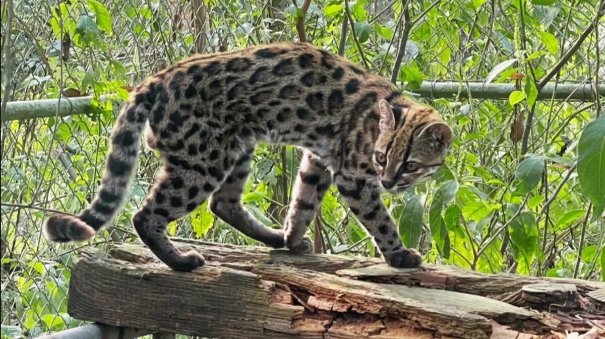 Cientista brasileiro descobre nova espécie de felino após mais de 100 anos