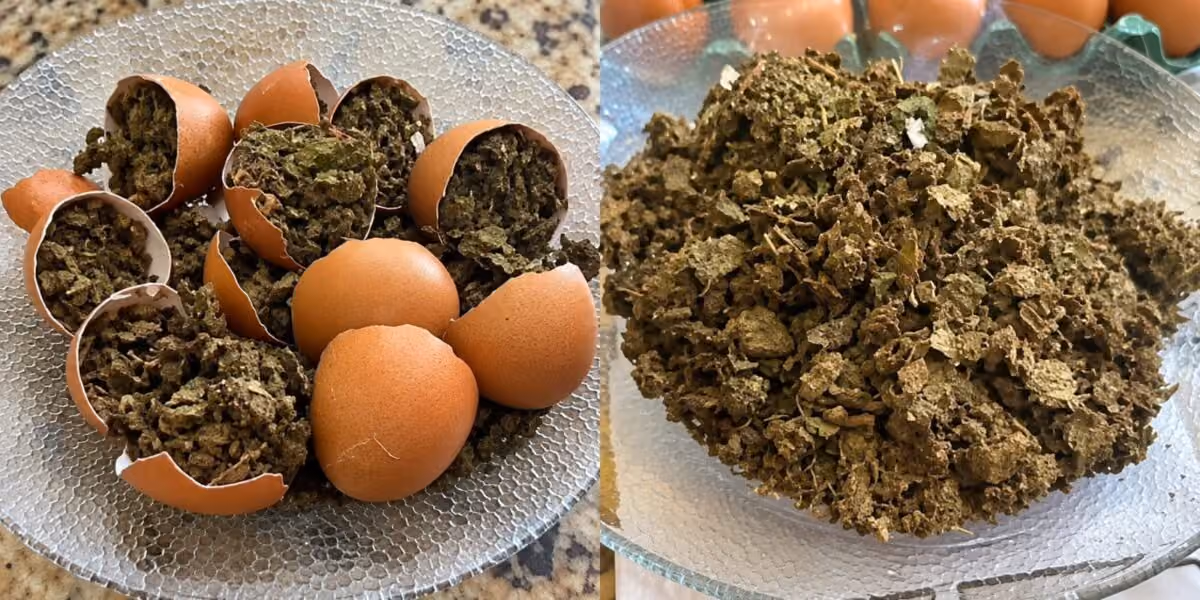 Polícia Penal flagra mulher tentando entrar em Presídio de Patos com ovos recheados de maconha