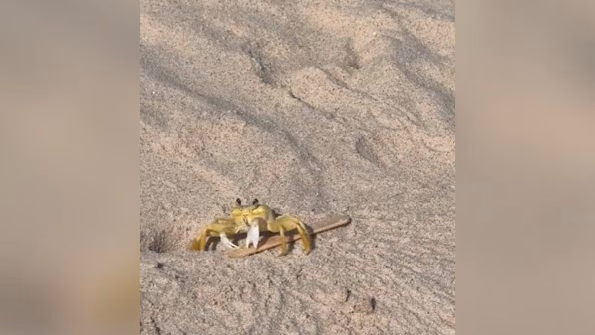 Siri viraliza ao 'lutar' com palito de picolé para levá-lo à toca em praia de João Pessoa