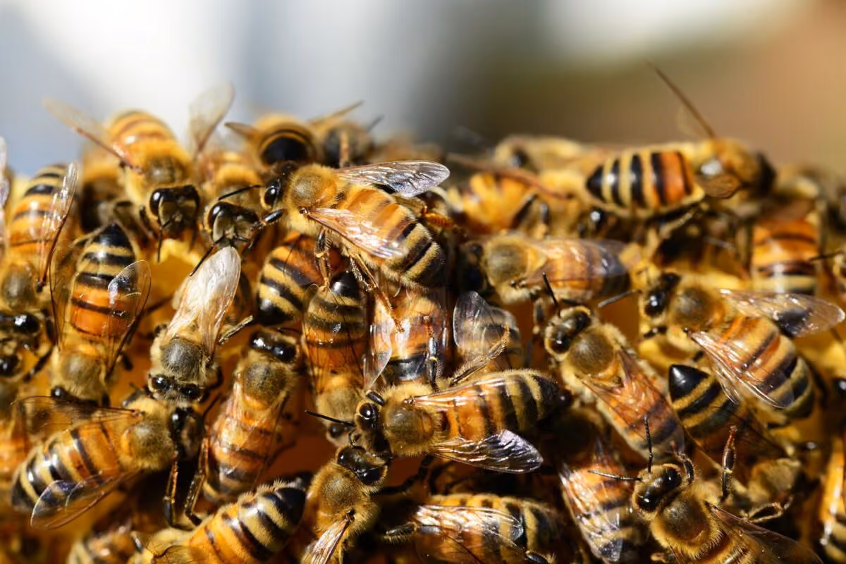 Ataque de abelhas deixa seis feridos e homem com mais de 100 picadas em João Pessoa