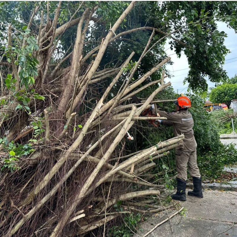Bombeiros registram mais de 60 quedas de árvore após chuva e ventos fortes na Grande João Pessoa
