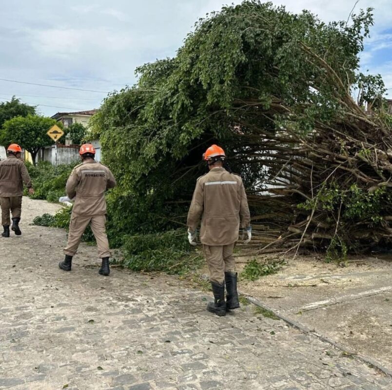 Bombeiros registram mais de 60 quedas de árvore após chuva e ventos fortes na Grande João Pessoa