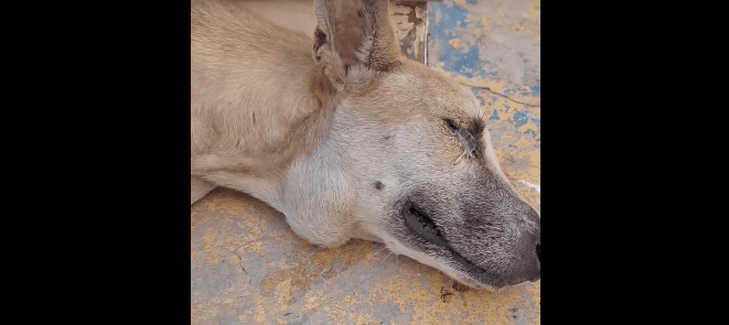 Promotor cobra Prefeitura de Coremas para socorrer cão ferido abandonado em praça e informar providências sobre animais de rua