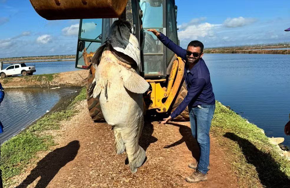 Peixe, Mero, Rio Grande do Norte