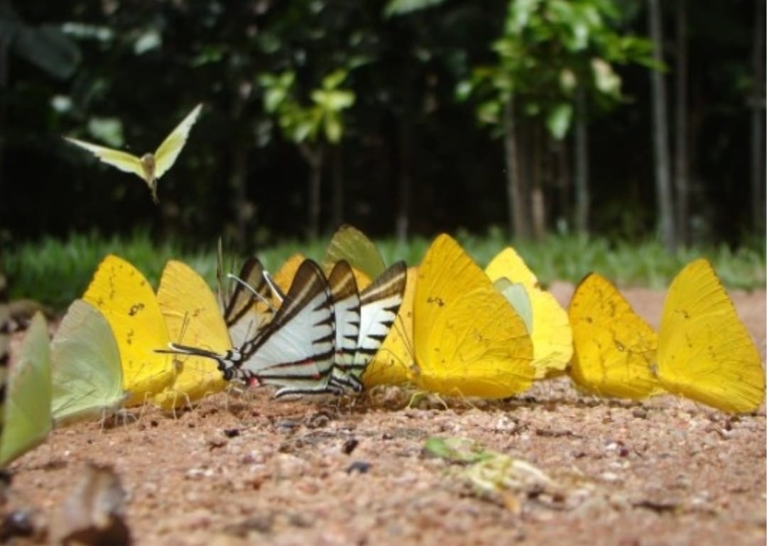 borboletas, borboletas amarelas, João Pessoa, especialista, bióloga, reprodução
