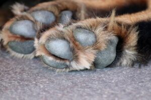 cachorra, cachorro, patas, prisão, justiça, paraiba pet, castração, animais