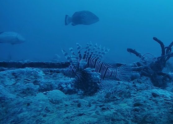 Peixe-leão foi encontrado a mais de 50 metros de profundidade, no Litoral da Paraíba.