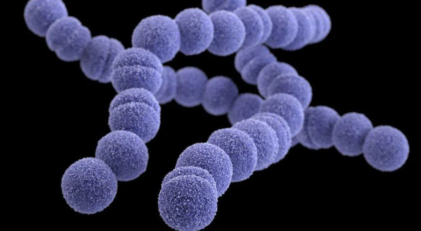 日本では致死性細菌の診断が増加している。  77人の死亡が確認された