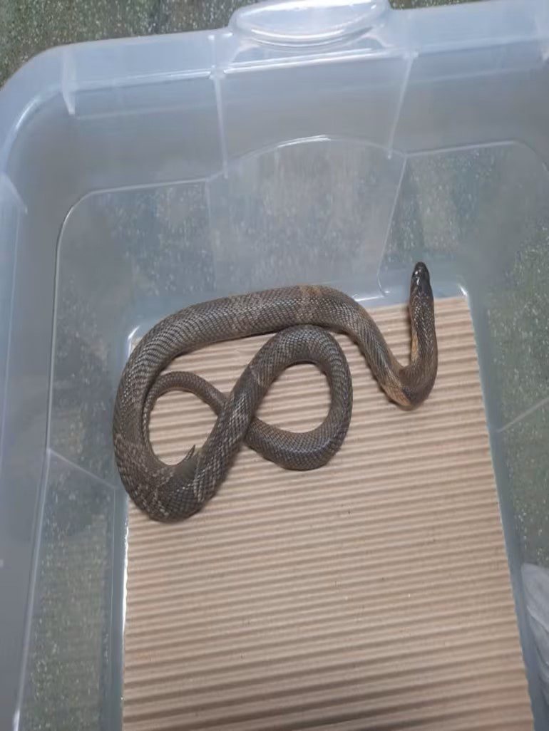 Cobra naja que estava desaparecida no Butantã é encontrada