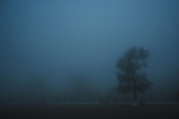 Nevoeiro. (foto: ilustração/Freepik) cidade paraíba