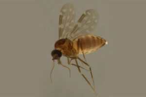 Febre Oropouche é transmitida pelo mosquito conhecido como Maruim.