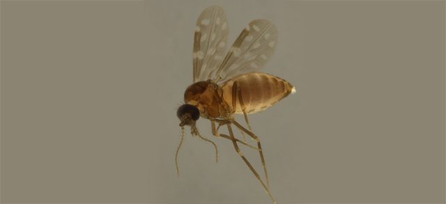 Febre Oropouche é transmitida pelo mosquito conhecido como Maruim.