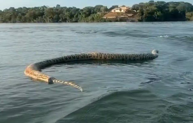 Cobra gigante é filmada por comerciante durante passeio em lago