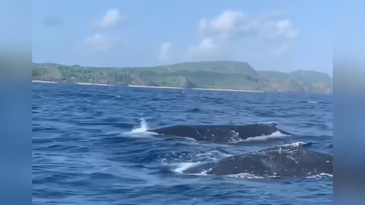 baleias jubartes, rio grande do norte
