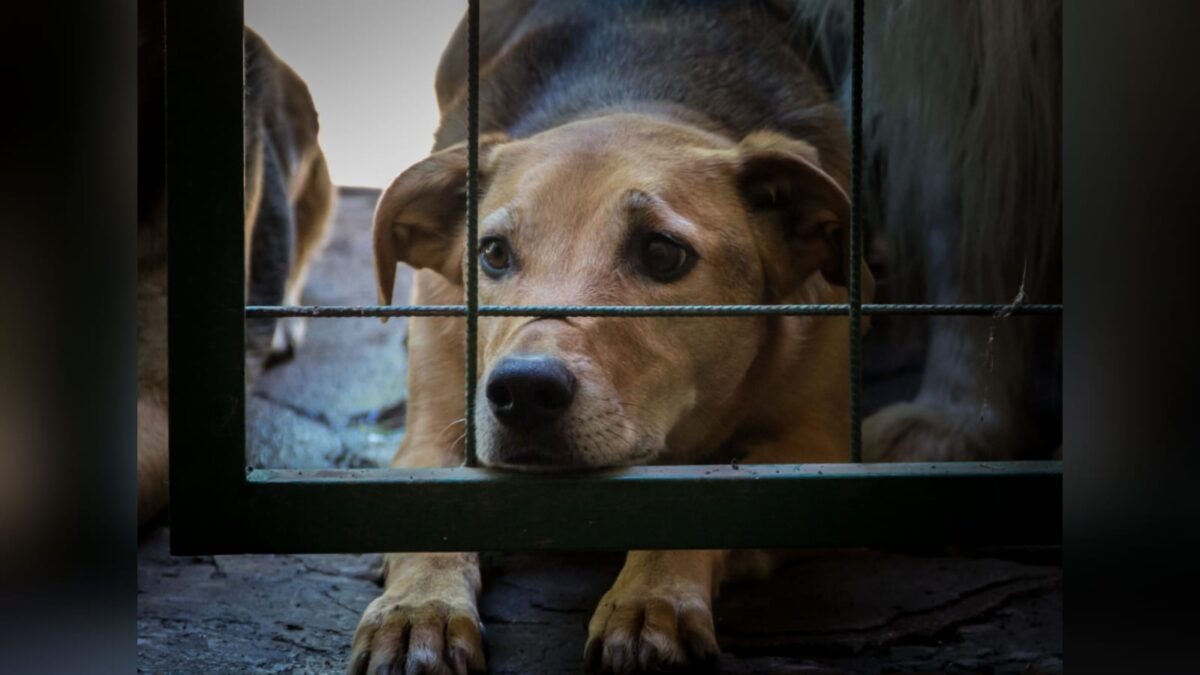 ONG de proteção animal vira alvo do Ministério Público no Conde; protetora diz que é vítima de vingança