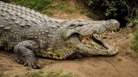 Crocodilo de água salgada é um dos mais perigosos na Austrália — Foto: Crocworld Conservation Centre)