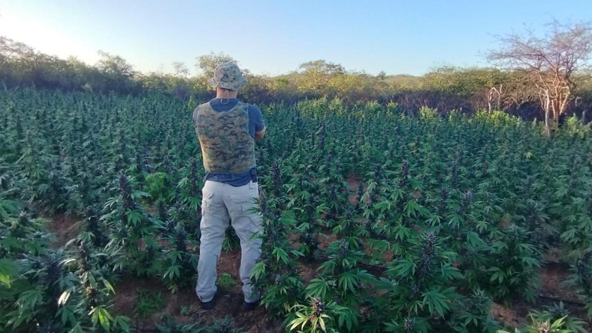 FOTOS: Polícia Federal encontra plantação de um hectare e meio de maconha na Paraíba