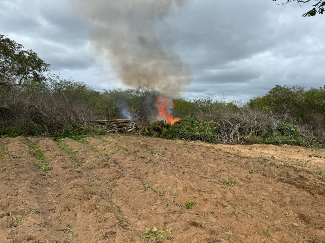 FOTOS: Polícia Federal encontra plantação de um hectare e meio de maconha na Paraíba