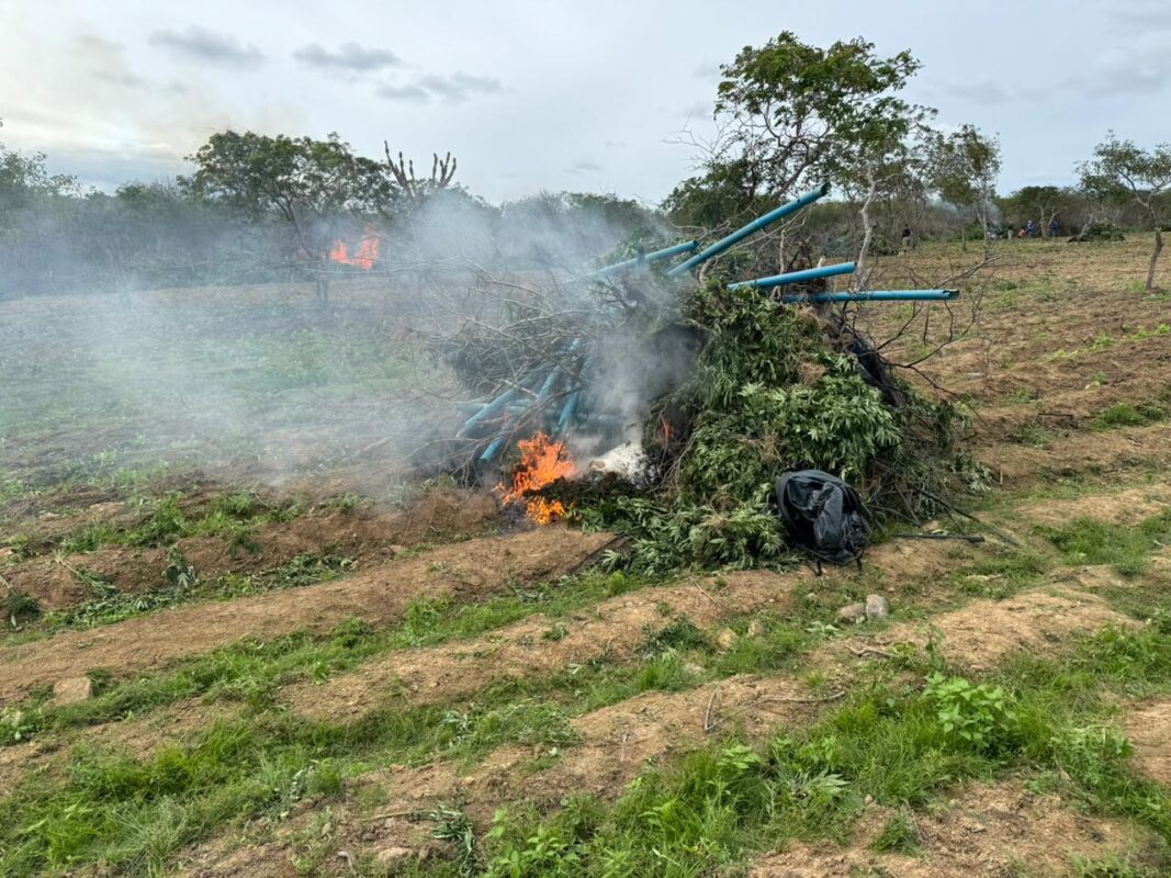 FOTOS: Polícia Federal encontra plantação de um hectare e meio de maconha na Paraíba