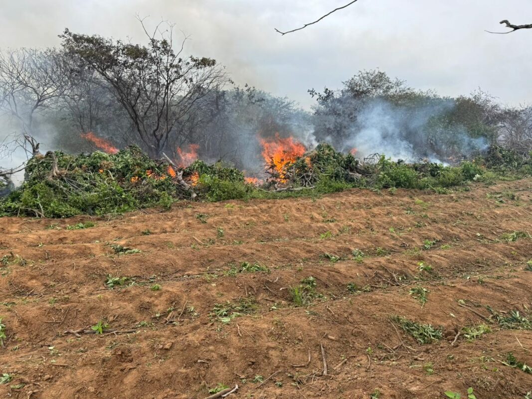 FOTOS: Polícia Federal encontra plantação de um hectare e meio de maconha na Paraíba