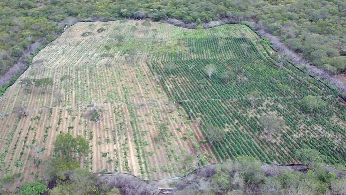 FOTOS: Polícia Federal encontra plantação de um hectare e meio de maconha na Paraíba