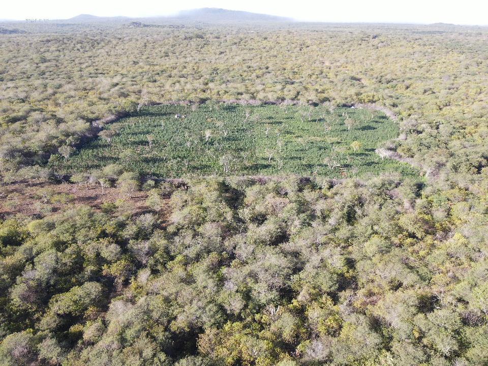 FOTOS: Polícia Federal encontra plantação de um hectare e meio de maconha na Paraíba