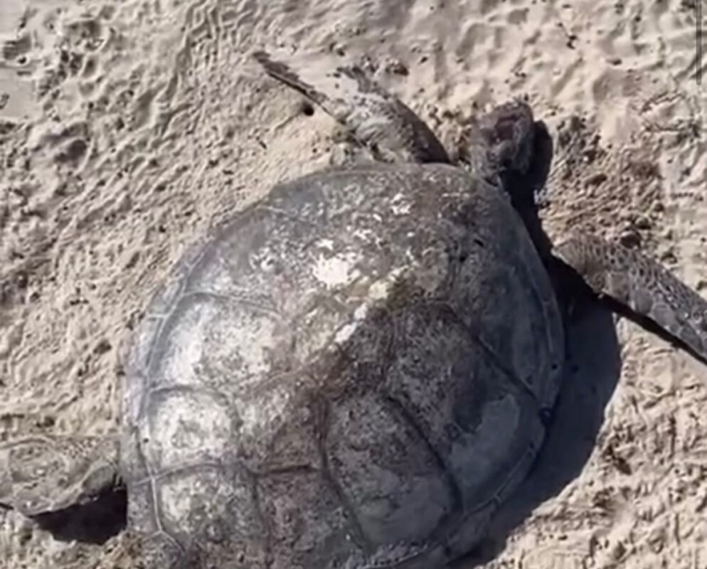 Tartaruga é encontrada morta em praia de Cabedelo