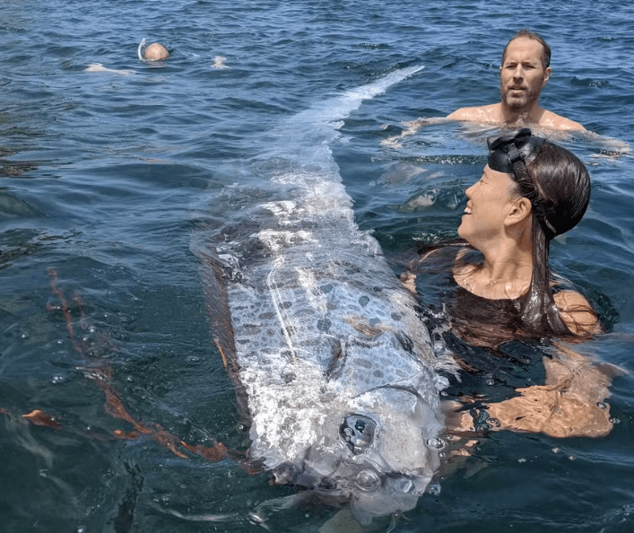 'Peixe do juízo final' é encontrado em praia na costa da Califórnia; espécie costuma ser vista antes de catástrofes