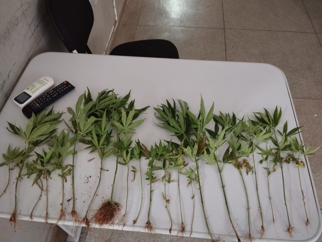 Polícia encontra 20 pés de maconha em Teixeira