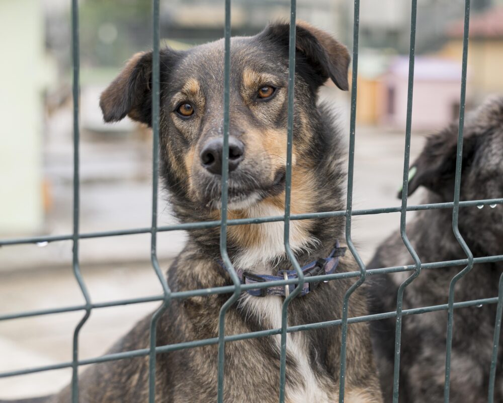 Lei proíbe nomeação de condenados por crimes ambientais e maus tratos aos animais para cargos públicos na Paraíba