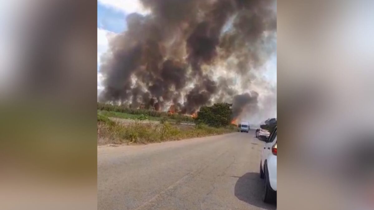 incêndio, plantação, cana-de-açúcar