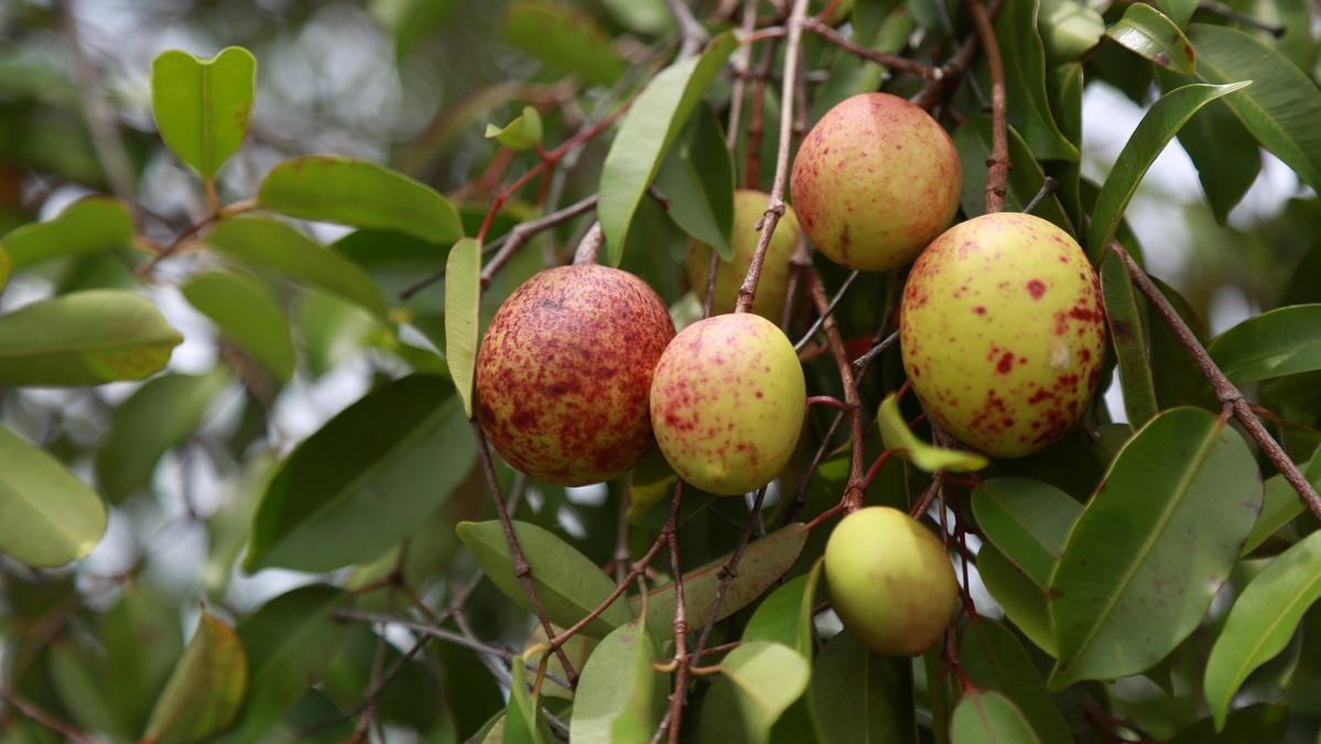 Paraíba é a maior produtora de mangaba do Brasil