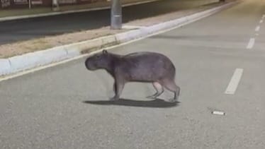 Capivara foi flagrada em avenida de João Pessoa.