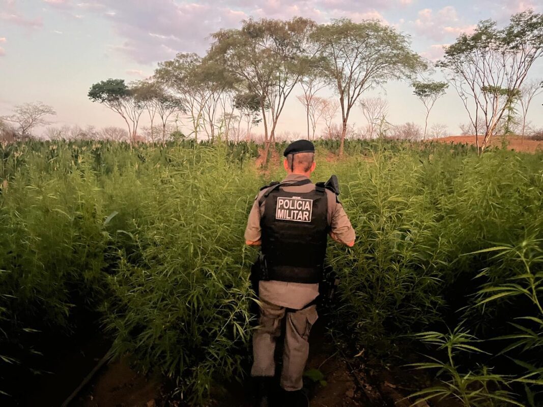 Operação destrói cerca de 60 mil pés de maconha cultivados em fazenda no Sertão da Paraíba